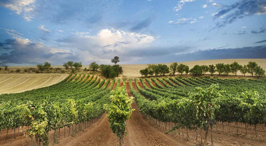 Vineyard field with blue sky and white clouds in the region of Ribera del Duero In Castilla.