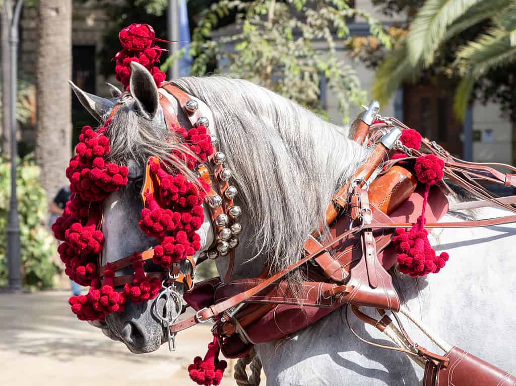 Ornaments on the head of carriage horses. Horse parades during Feria de Abril de Sevilla 2025 celebrations. Seville April Fair 2025.