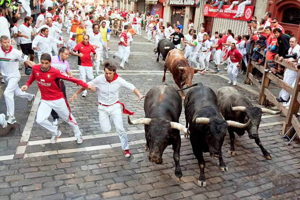 San Fermín Festival crowd celebrating in Pamplona. People run from bulls on street during San Fermin festival in Pamplona